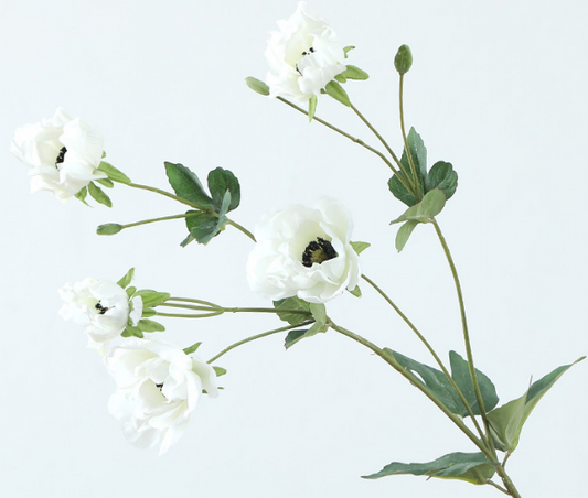 Tree Peony - False Flowers