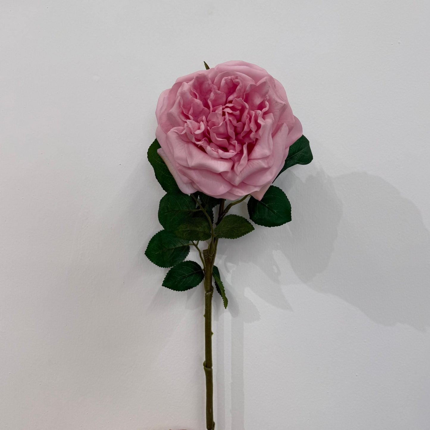 Everbloom Garden Rose Stem