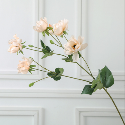 Tree Peony - False Flowers