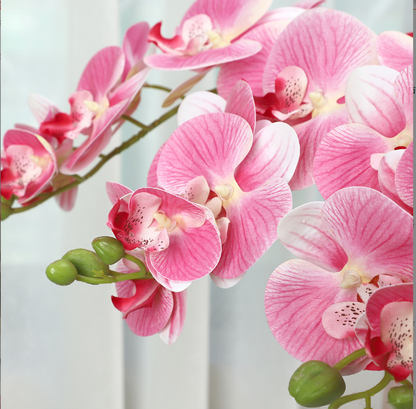 Phalaenopsis - False Flowers