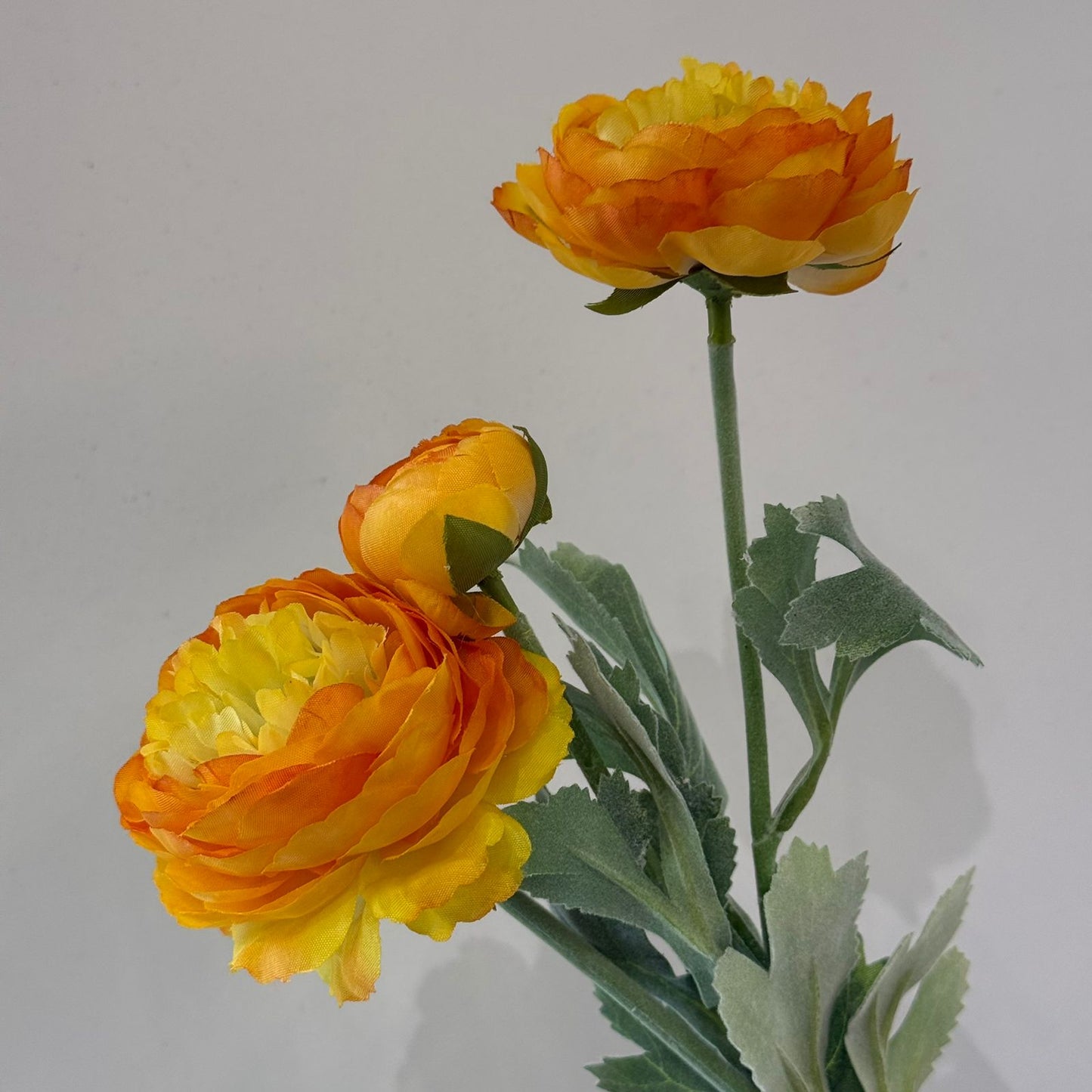 ألف زولو ليان - زهور زائفة