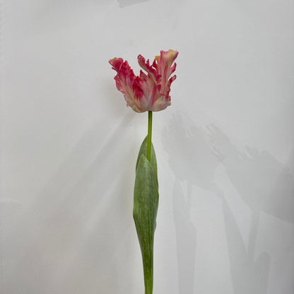 Parrot Tulip - False Flower