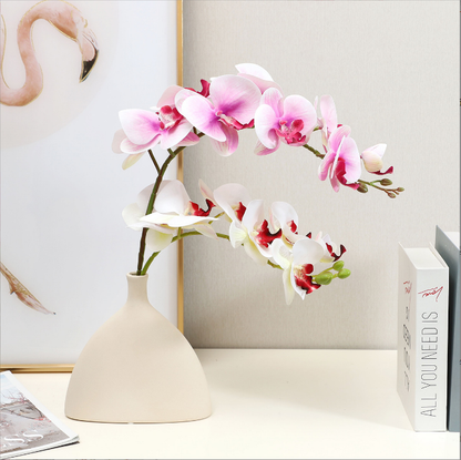 Phalaenopsis - False Flowers