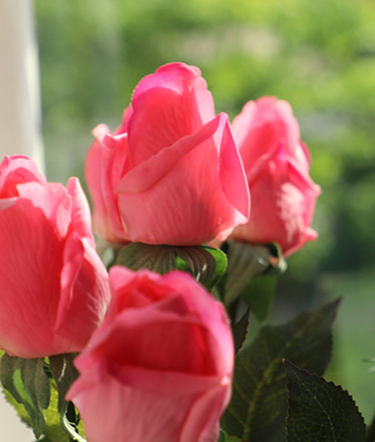 Roses - Roses Before Bloom