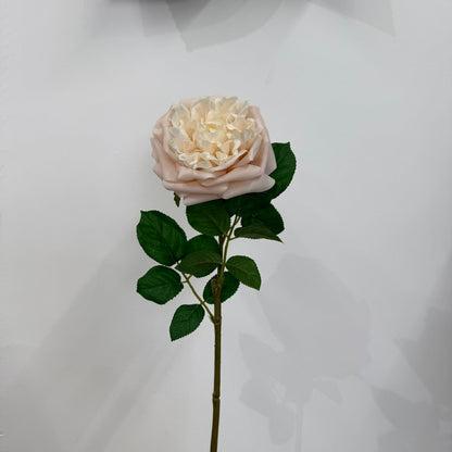 Everbloom Garden Rose Stem