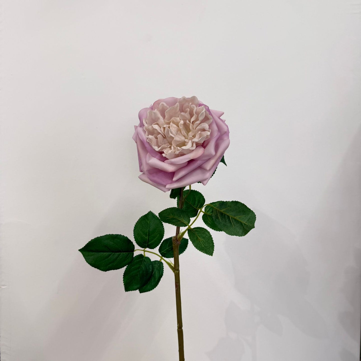 Everbloom Garden Rose Stem