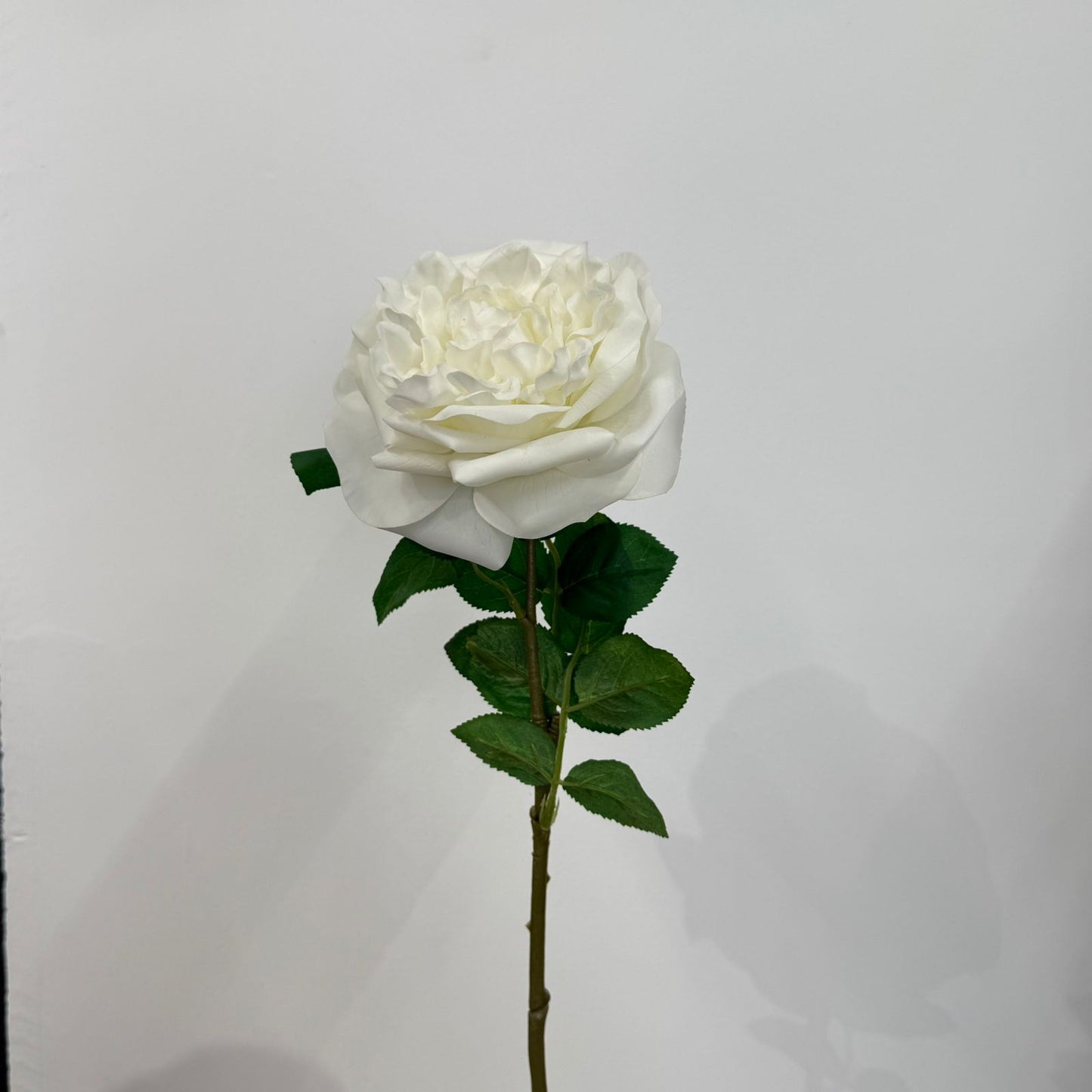 Everbloom Garden Rose Stem