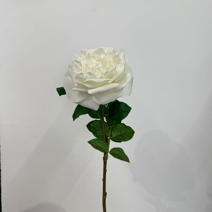 Everbloom Garden Rose Stem