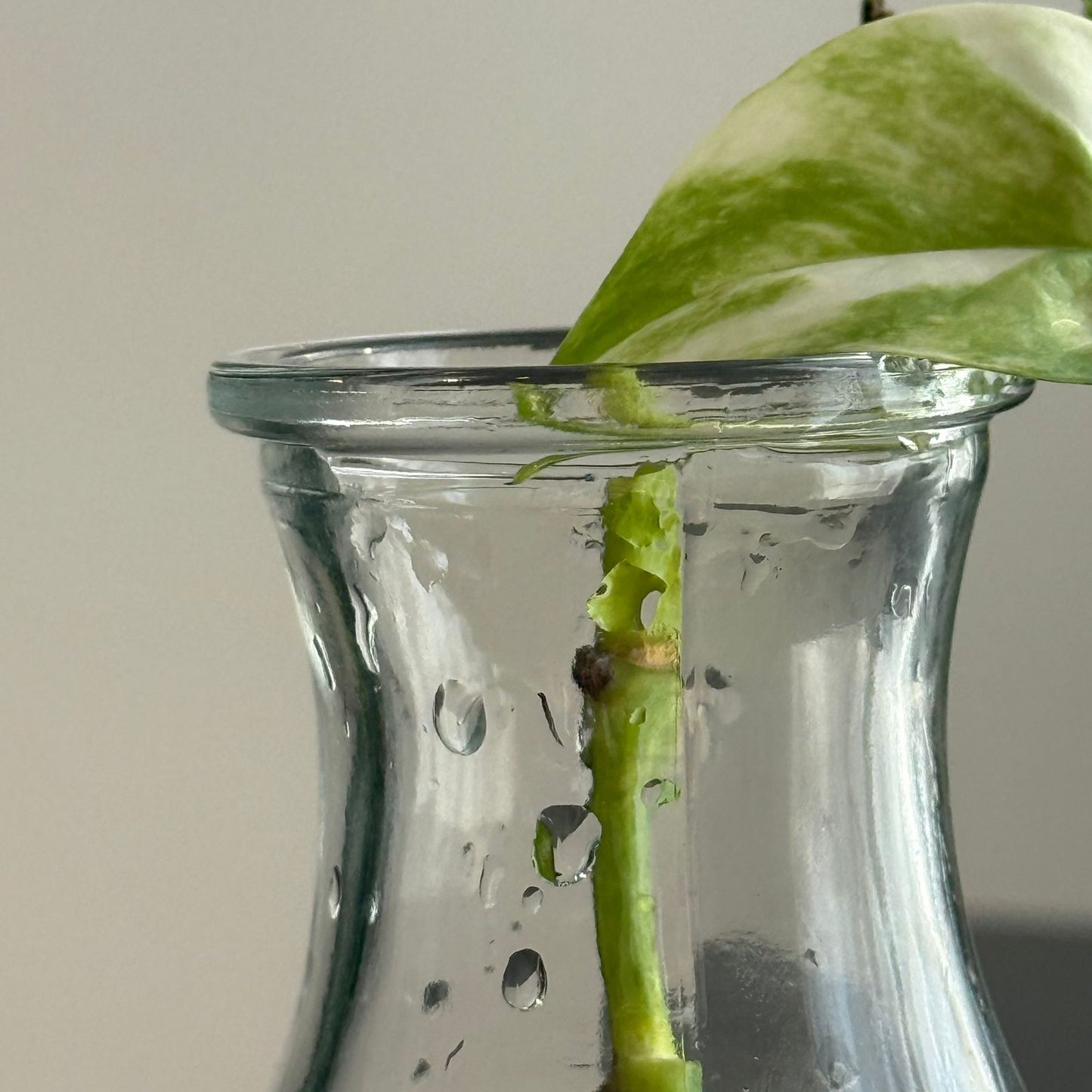 Elegant Clear Glass Vase