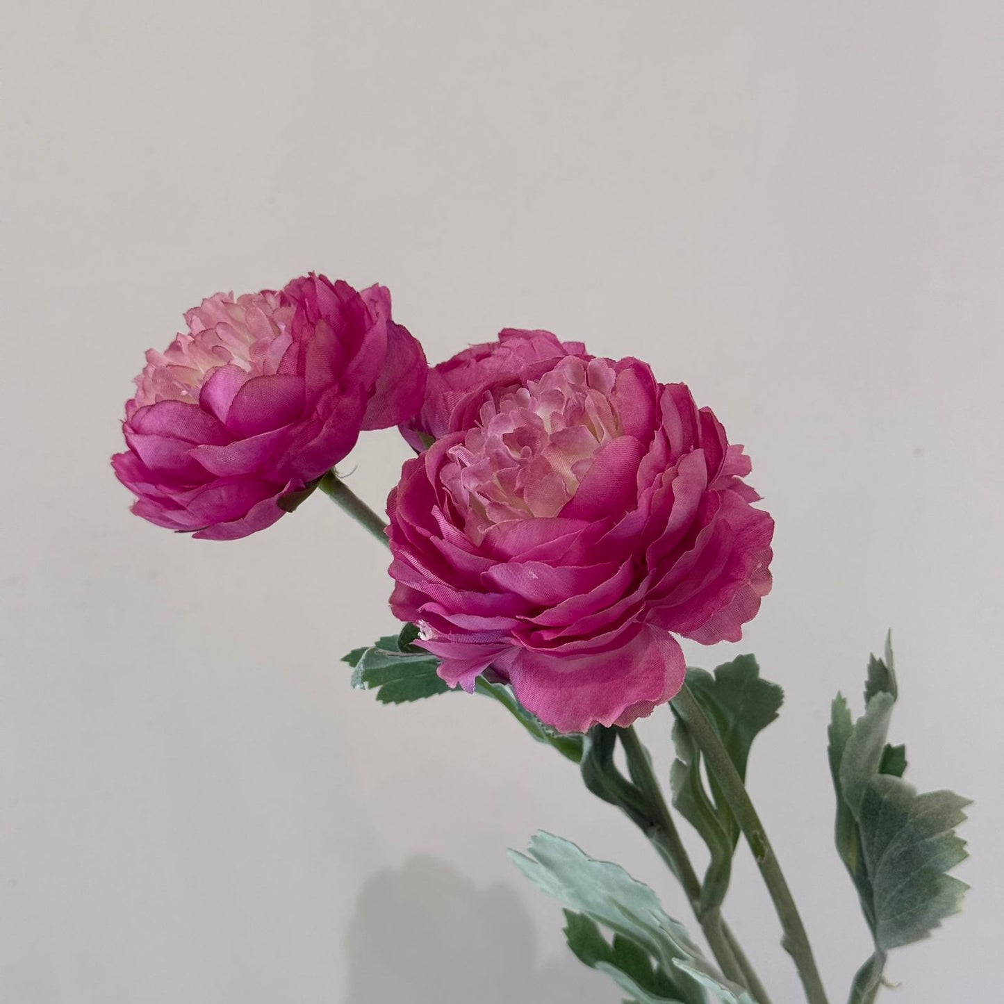 ألف زولو ليان - زهور زائفة