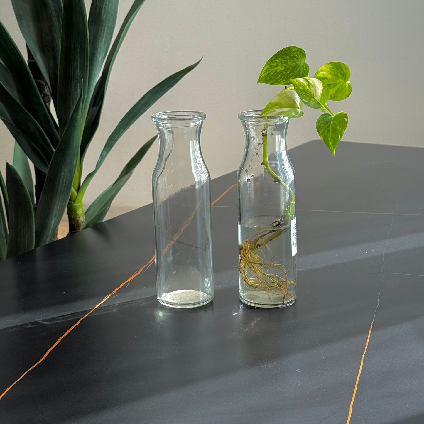 Elegant Clear Glass Vase