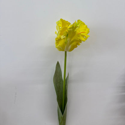Parrot Tulip - False Flower