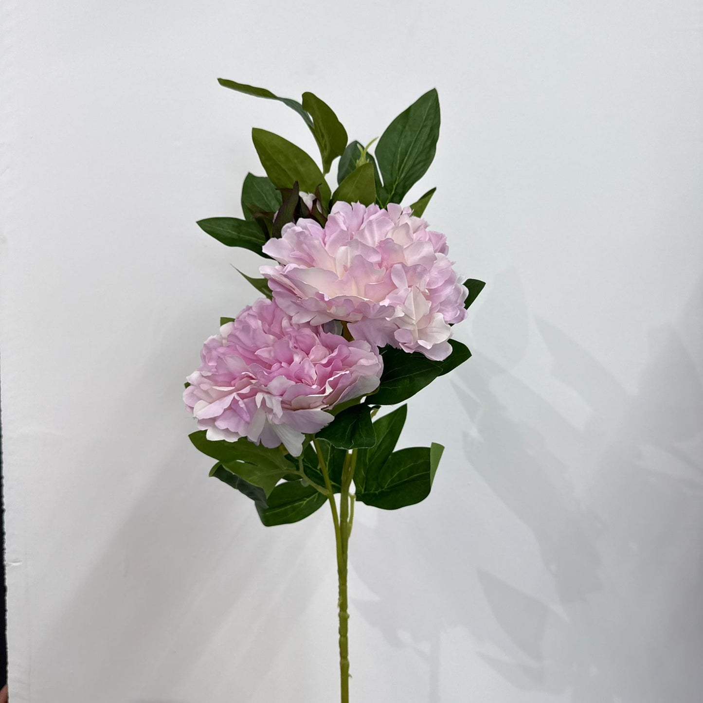 Blush London Peony Stem