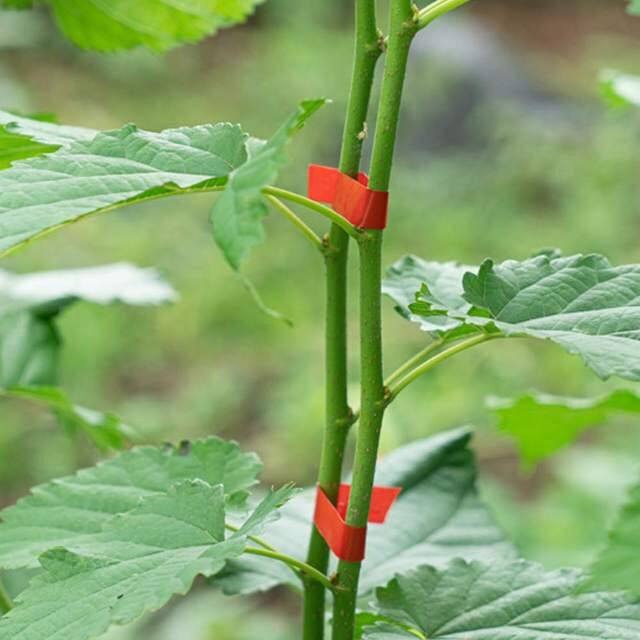 Plant Tying Tapener Machine