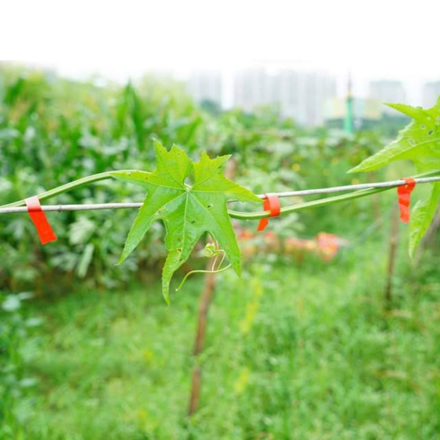 Plant Tying Tapener Machine